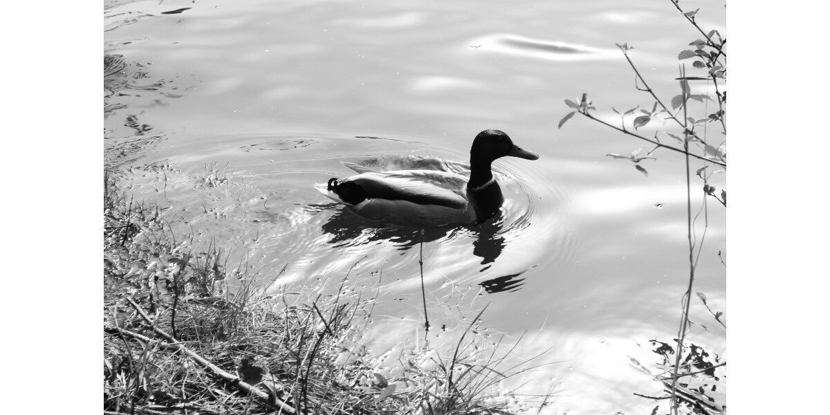 A Duck In The Pond